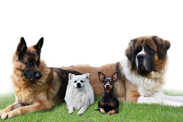 Dogs German Shepherd Saint Bernard Animals — Stock Photo, Image