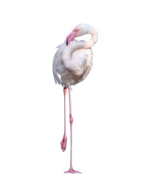 Flamingo pembesi, tropik hayvan vahşi yaşam, egzotik