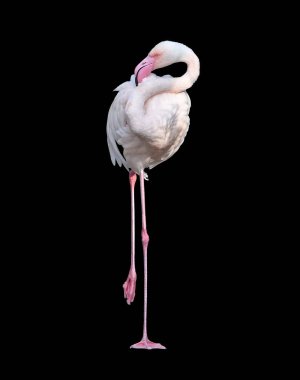 Flamingo pembesi, tropik hayvan vahşi yaşam, egzotik