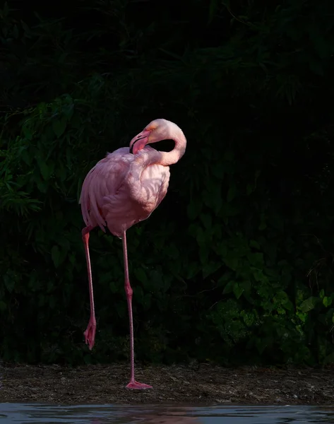 Flamingo Roze Tropische Dieren Het Wild Exotisch — Stockfoto