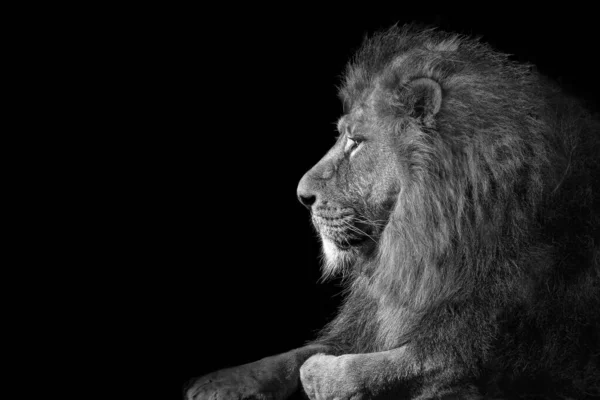 Lejon Porträtt Vilt Djur — Stockfoto