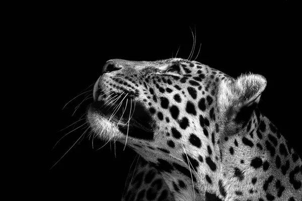 Leopard Wildlife Animal Isolated — Stock Photo, Image