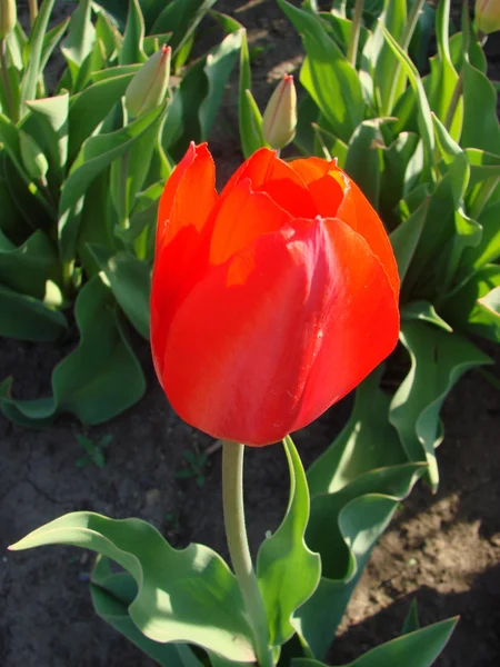 Rojo solo hermoso tulipán — Foto de Stock