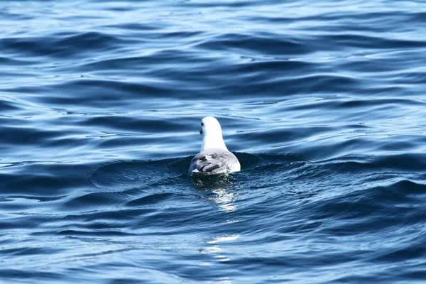 アイスランドの北海でのカモメ — ストック写真