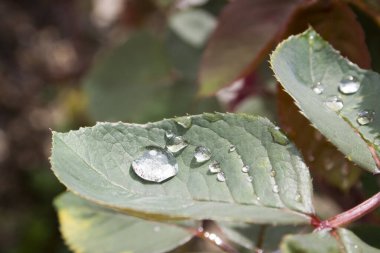 Bahçedeki yaprakların üzerindeki çiy taneleri