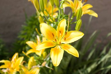 Sarı bir çiçeğin taç yapraklarına yakın çekim