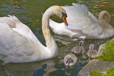 Pireneler 'de bir göldeki kuğu ailesi.