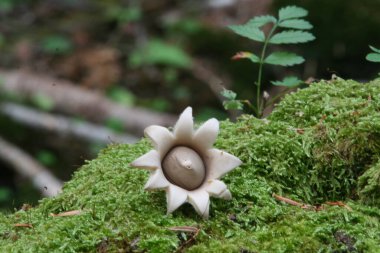 Katalan Pirenesi 'ndeki bir ormanda mantar.