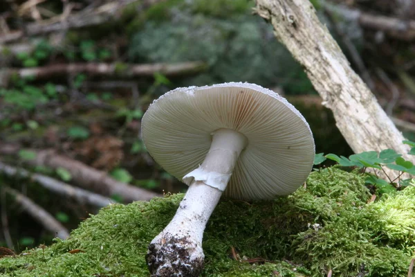 加泰罗尼亚比利牛斯森林里的蘑菇 — 图库照片