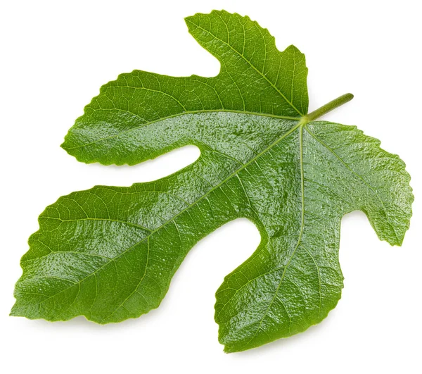 Fig Leaf Isolated White Background Top View — Stock Photo, Image