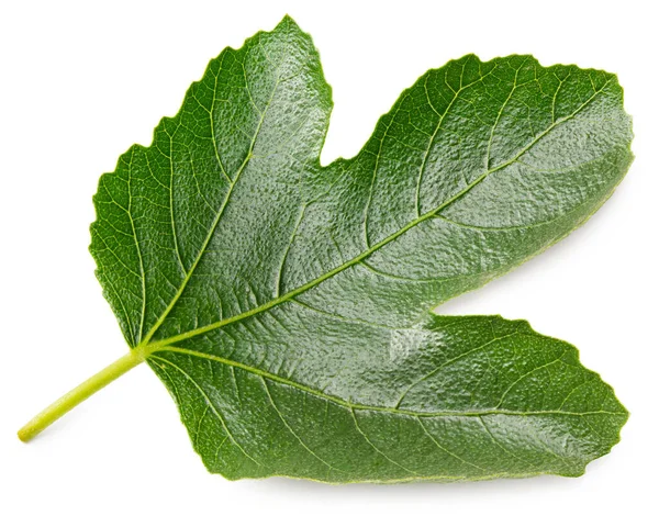 Single Black Currant Leaf Isolated White Background — Stock Photo, Image
