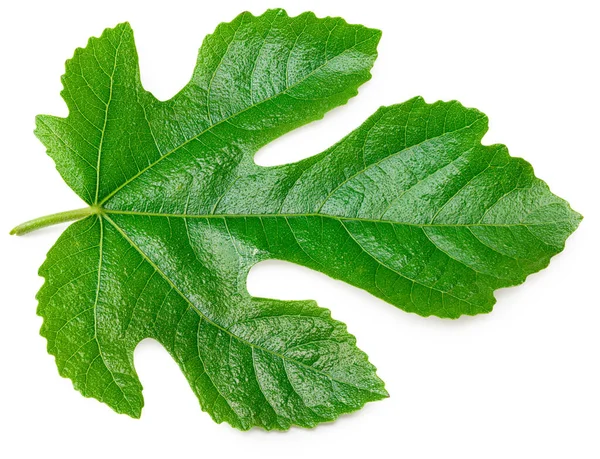 Fig Leaf Isolated White Background Top View — Stock Photo, Image