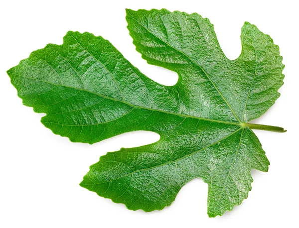 Fig Leaf Isolated White Background Top View — Stock Photo, Image