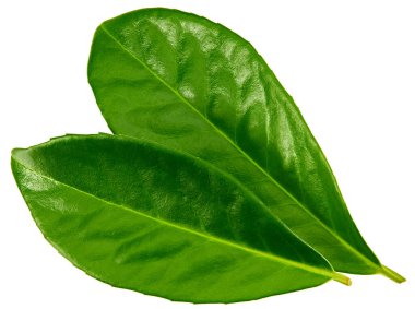 Turunçgil yaprakları beyaz arka planda yalıtılmış. kırpma yolu