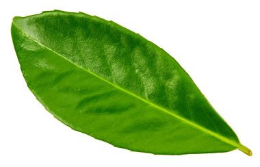 Turunçgil yaprakları beyaz arka planda yalıtılmış. kırpma yolu