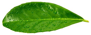 Mango yaprakları beyaz arka planda yalıtılmış. kırpma yolu