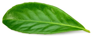 Turunçgil yaprakları beyaz arka planda yalıtılmış. kırpma yolu