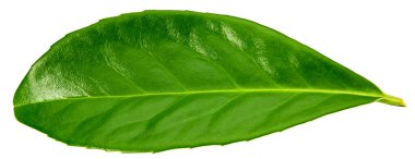 Mango yaprakları beyaz arka planda yalıtılmış. kırpma yolu