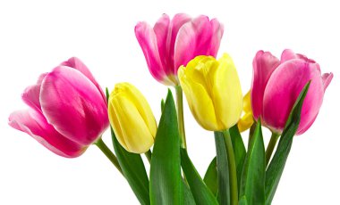 Beyaz arka planda izole edilmiş pembe ve sarı lale. kırpma yolu