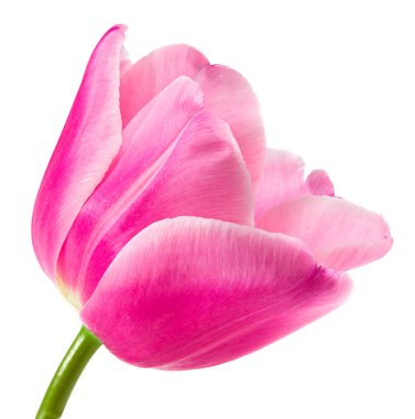 Pembe lale beyaz arka planda izole edilmiş. kırpma yolu 