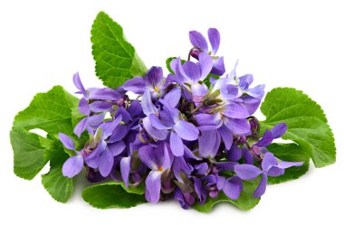 Menekşe çiçekleri. Mavi Viola Kodorata beyaz arka planda izole edilmiş. kırpma yolu