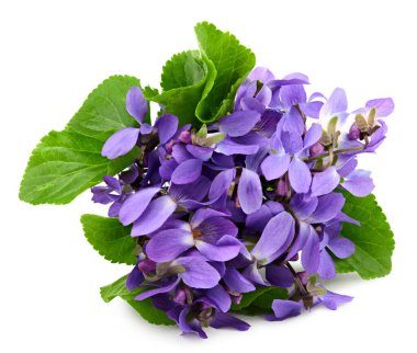 Menekşe çiçekleri. Mavi Viola Kodorata beyaz arka planda izole edilmiş. kırpma yolu