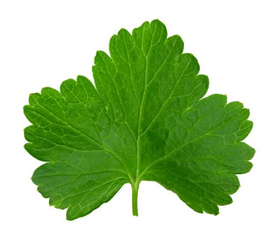 Beyaz arka planda siyah frenk üzümü yaprağı var. Makro. kırpma yolu