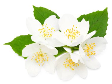 Yasemin çiçekleri beyaz arka planda izole edilmiş. Kesme yolu. en üstteki görünüm