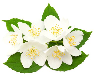 Yasemin çiçekleri beyaz arka planda izole edilmiş. Kesme yolu. en üstteki görünüm