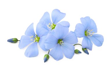 Beyaz arka planda yalıtılmış keten çiçeği. Keten tohumu veya keten tohumu. Mısır gevreği. kırpma yolu