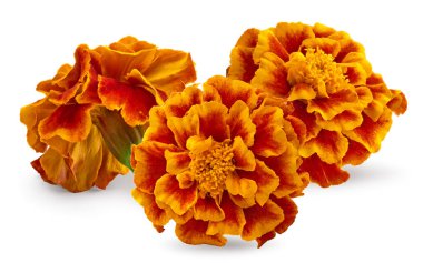 Turuncu kadife çiçeği (Tagetes erecta, Meksika kadife çiçeği, Aztek kadife çiçeği, Afrika kadife çiçeği) Tagetes erekta çiçeği beyaza izole edilmiş. kırpma yolu
