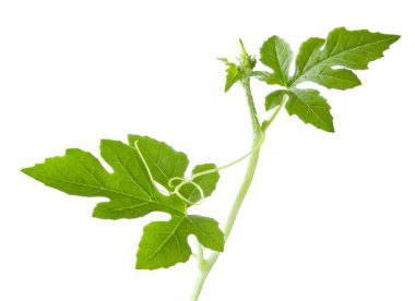 Beyaz arka planda karpuz yaprağı izole edilmiş. kırpma yolu