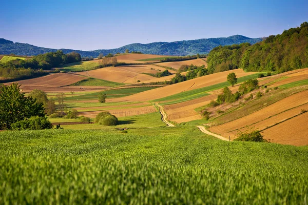 Idyllische lente landschapsmening van velden en weiden — Stockfoto