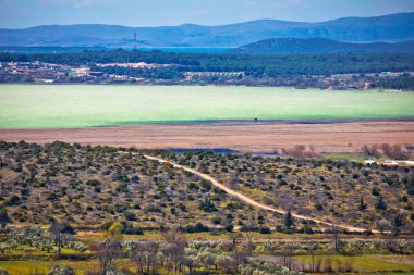 Hırvatistan, Dalmaçya bölgesindeki Vrana Gölü kıyısında üzüm bağı ve zeytin ağaçları.