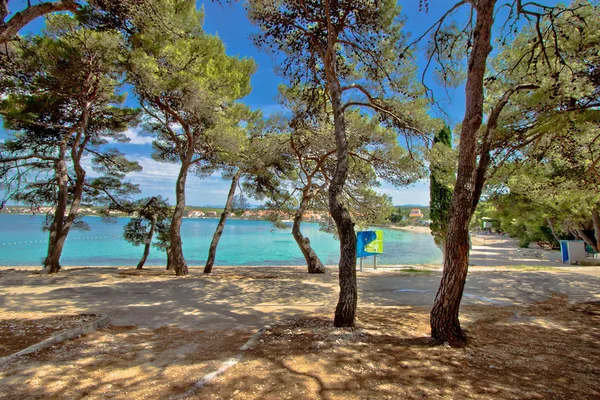 Çam ağacı kum plaj Hırvatistan — Stok fotoğraf