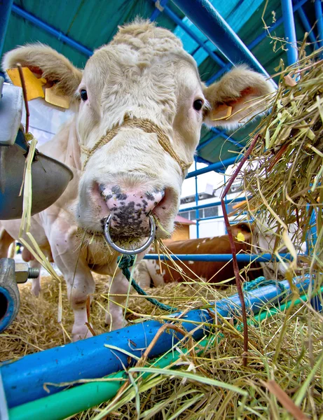 Simmental stud bull in barn — Stock Photo, Image