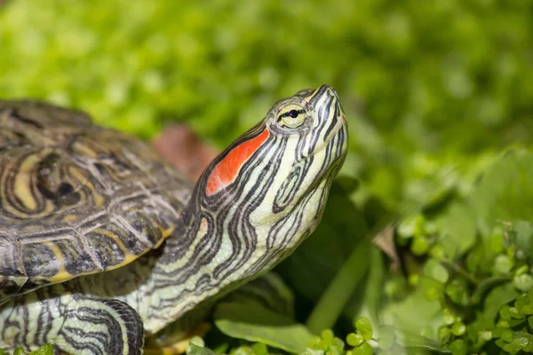 红耳的滑块-龟 — 图库照片