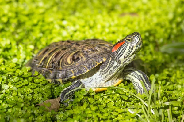 Red eared slider - Trachemys scripta elegans turtle — Stock Photo, Image