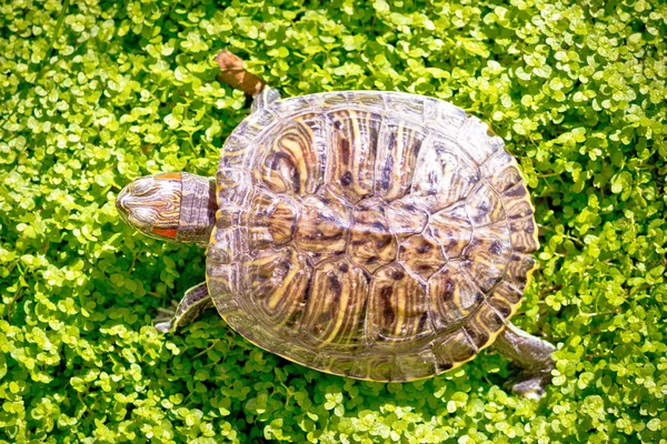 Control deslizante de orejas rojas - Trachemys scripta elegans —  Fotos de Stock