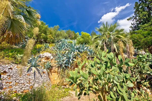 Piante mediterranee vista paesaggio verde — Foto Stock