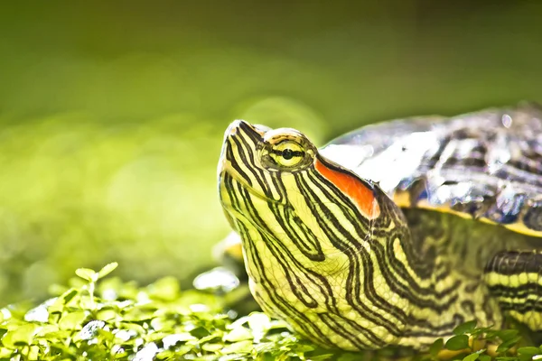 Skildpadde hoved portræt i natue - Stock-foto