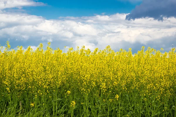 Рапсовое желтое поле весенний вид — стоковое фото