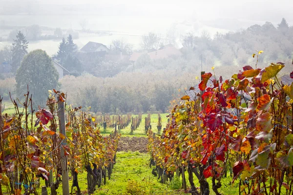 Viñedo en otoño niebla vista — Foto de Stock