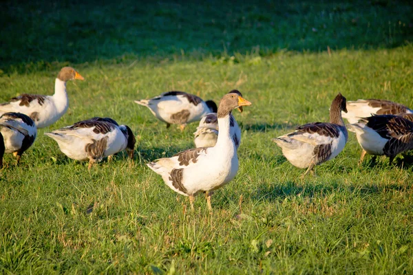 Uno stormo di oche sul prato verde — Foto Stock