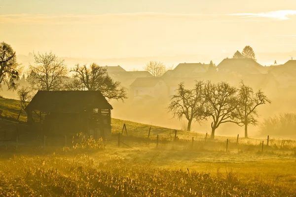 Сельский пейзаж золотой утренний туман — стоковое фото
