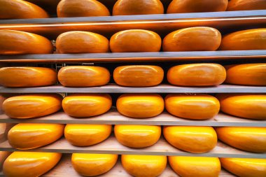 Ahşap raflarda Gouda peyniri tekerlekleri, mandıra deposu manzarası