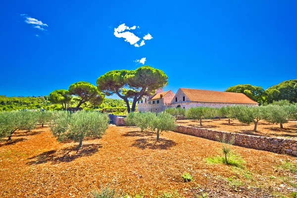 Campos de azeitonas da Ilha de Vis — Fotografia de Stock