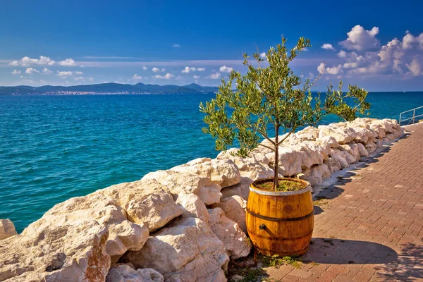 Olivo in botte in riva al mare — Foto Stock