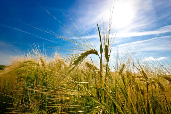 Golden wheat ears on sunlight — Stock Photo, Image