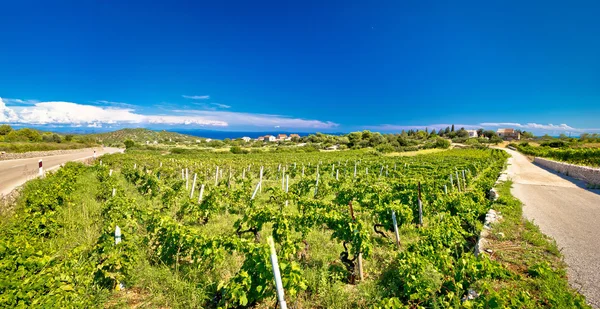 Isla de Vis viñedos panorama — Foto de Stock